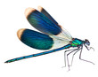 Dragonfly isolated on white