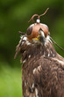 Eagle with a cup on the head