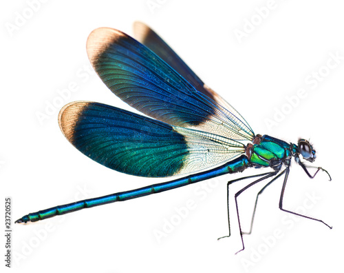 Photo: Dragonfly isolated on white Dragonfly isolated on white