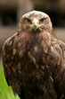 Young eagle face to face