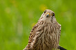 Falcon wondering on the photographer