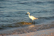 Foto: Snowy Egret Snowy Egret