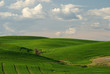 Wheat and Clouds