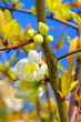 Fleurs et bourgeons sur branche d'arbre fruitier Fleurs et bourgeons sur branche d'arbre fruitier