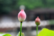 The shot of lotus leafs and the bud. The shot of lotus leafs and the bud.