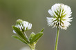 Berg-Klee - Trifolium montanum Berg-Klee - Trifolium montanum