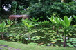 Teich botanischer Garten Seychellen 2 Teich botanischer Garten Seychellen 2