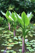 Teich Botanischer Garten Seychellen 1 Teich Botanischer Garten Seychellen 1