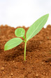Sapling