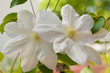 white clematis flowers white clematis flowers