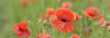red poppy
