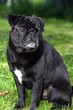 schwarzer Mops