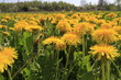 Fleurs de pissenlit