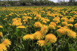 Fleurs de pissenlit