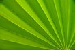 palmwedel