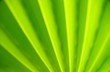 palmwedel