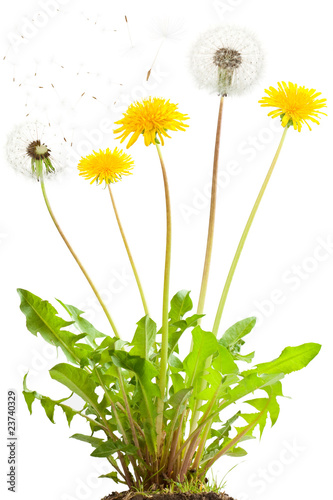 Photo: Dandelion Dandelion