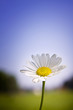 Margerite im Sommer