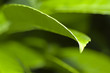 Nature Background - Green leaves 09