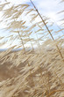 Photo: Grass Blowing In The WInd Nature Background Grass Blowing In The WInd Nature Background