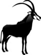 antelope