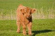 Junges Galloway-Kalb