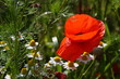 leuchtender mohn