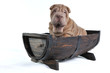 Dog in a Barrel