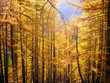 Forêt de mélèzes