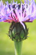 Kornblume-7336b1