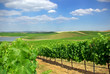 Vineyard at Portugal, Alentejo region.