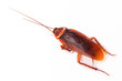 American cockroach on white American cockroach on white