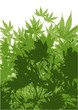 Vector: 20100624_もみじのイラスト 20100624_もみじのイラスト