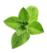 mint