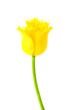 yellow fringed tulip Hamilton