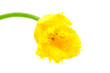 yellow fringed tulip Hamilton