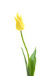 Lily flowered tulip West Point