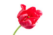 red parrot tulip