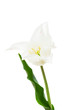 Lily flowered tulip  White Triumphator