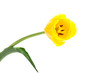 Triumph Tulip Yellow Bulk