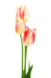 yellow and red tulips
