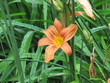 Lys sous la pluie  - Lilium bulbiferum.