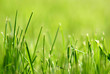 grass
