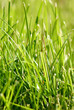 fresh grass