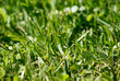 cutted green grass