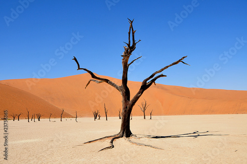 Photo: Death Vlei Death Vlei