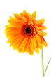 Bright orange gerbera flower