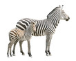 Photo: Zebra with foal cutout Zebra with foal cutout