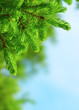 fir branch