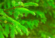 fir branch